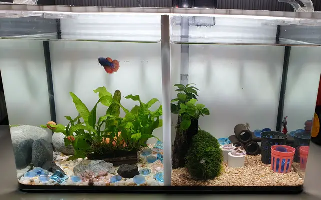 finished aquarium